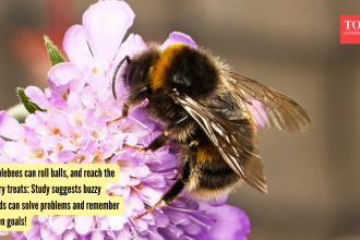 Bumblebees can roll balls, and reach the sugary treats: Study suggests buzzy friends can solve problems and remember hidden g