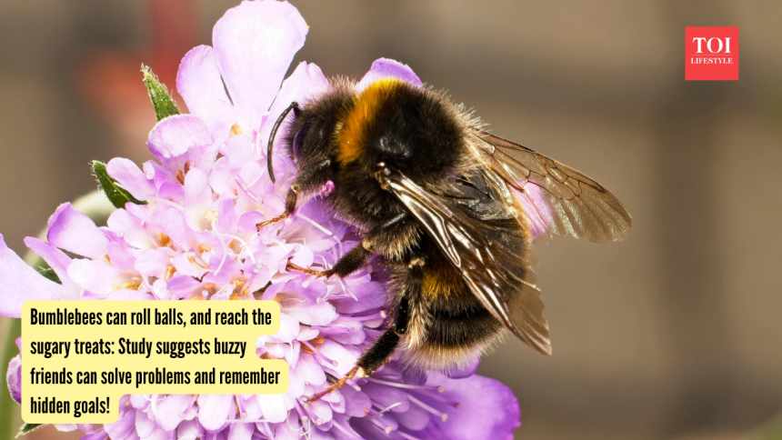 Bumblebees can roll balls, and reach the sugary treats: Study suggests buzzy friends can solve problems and remember hidden g