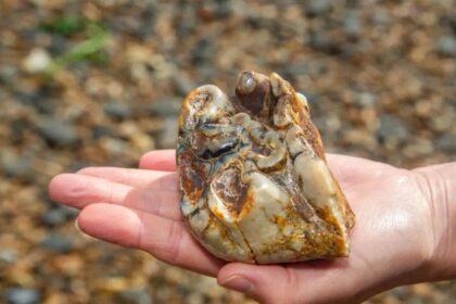 Buried for 1.8 million years: This ancient elephant tooth was finally found by an 11-year-old on a UK beach