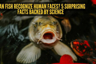 Can fish recognize human faces? 5 surprising facts backed by science