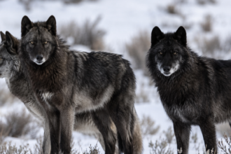 Did wolves really save Yellowstone? New research challenges one of conservation's biggest success stories