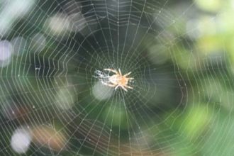 Ethiopian proverb of the day: 'When spider webs unite, they can tie up a lion'