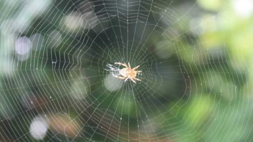 Ethiopian proverb of the day: 'When spider webs unite, they can tie up a lion'