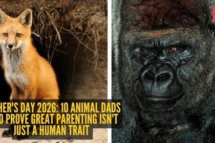 Father's Day 2026: 10 animal dads who prove great parenting isn't just a human trait