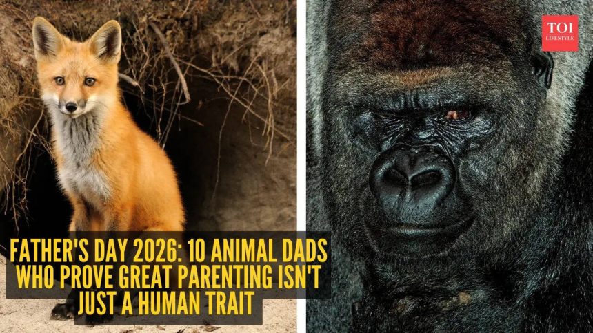 Father's Day 2026: 10 animal dads who prove great parenting isn't just a human trait