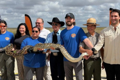 Florida's Burmese python challenge can't wipe out invasive snakes from the Everglades. Awareness is the real victory, officia
