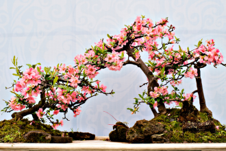 From the elite class's hobby to contemporary decorative: How did bonsai making turn into a modern-day art form?