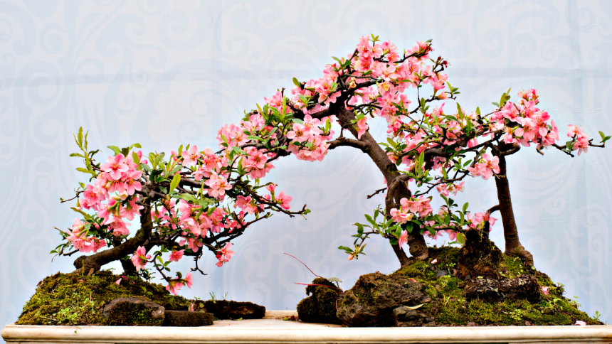 From the elite class's hobby to contemporary decorative: How did bonsai making turn into a modern-day art form?