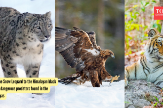 From the Snow Leopard to the Himalayan black bear: 5 dangerous predators found in the Himalayas