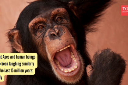 Great Apes and human beings have been laughing similarly for the last 15 million years: Study