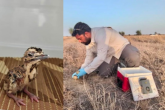 Great Indian Bustard sees three chicks hatch in Rajasthan; Union minister announces key developments in recovery plan