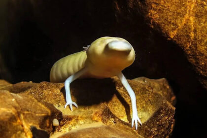 Hidden beneath the Kalahari Desert is a 264-metre-deep underground lake where blind animals thrive in darkness