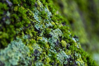 Hidden fungi discovered inside California desert moss could rewrite plant evolution history