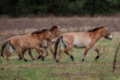 How a Chinese horse became the genetic bridge that brought American horses to Europe