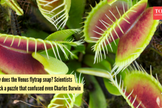 How does the Venus flytrap snap? Scientists crack a puzzle that confused even Charles Darwin