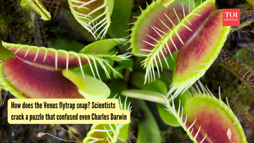 How does the Venus flytrap snap? Scientists crack a puzzle that confused even Charles Darwin