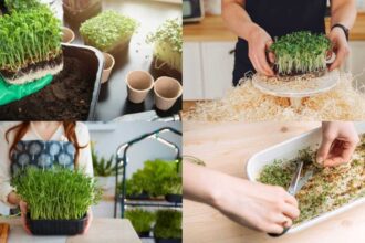 How to grow microgreens at home in just 7 days: A beginner's step-by-step guide