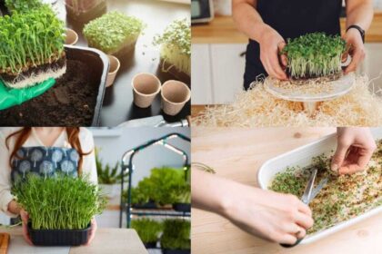 How to grow microgreens at home in just 7 days: A beginner's step-by-step guide