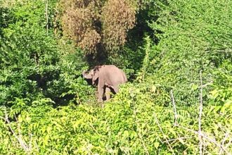 Human activities claimed 1,653 elephant lives in India since 2009: Study