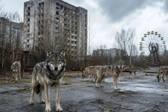 In 1986 Chernobyl was evacuated and today wolves have returned to dominate the radiation exclusion zone in an unexpected wild