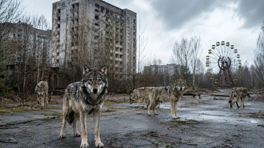 In 1986 Chernobyl was evacuated and today wolves have returned to dominate the radiation exclusion zone in an unexpected wild