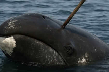 In 2007, scientists found a 100-year-old weapon inside a whale, and what it revealed was extraordinary