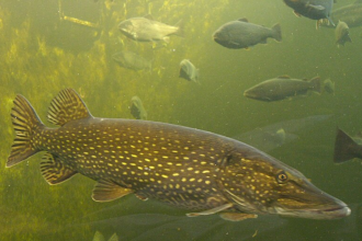 In the 1950s, anglers secretly released northern pike into an Alaskan lake, and warming rivers turned it into a growing threa