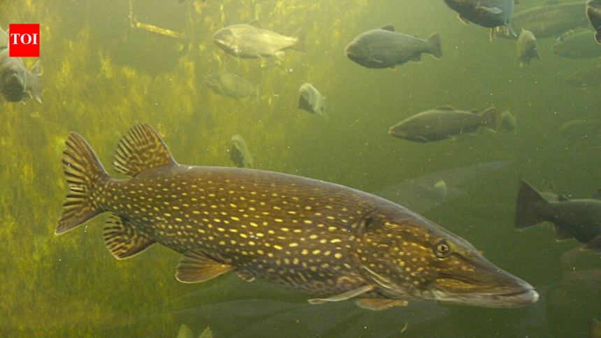 In the 1950s, anglers secretly released northern pike into an Alaskan lake, and warming rivers turned it into a growing threa