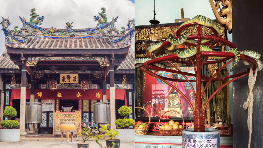 Inside Malaysia's Snake Temple where venomous vipers live among prayer halls and people worship alongside them