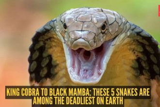 King Cobra to Black Mamba: These 5 snakes are among the deadliest on Earth