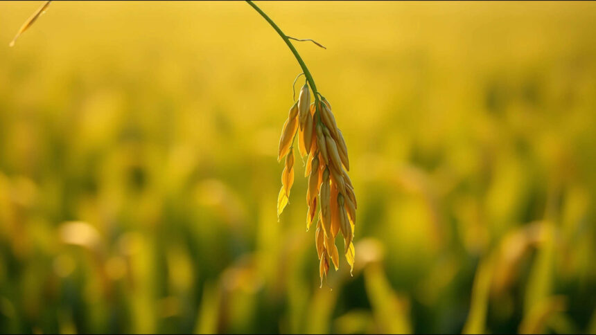 Malay proverb of the day on humility and resilience: Follow the nature of the rice plant; the more grains it bears, the lower