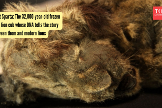 Meet Sparta: The 32,000-year-old frozen cave lion cub whose DNA tells the story between them and modern lions