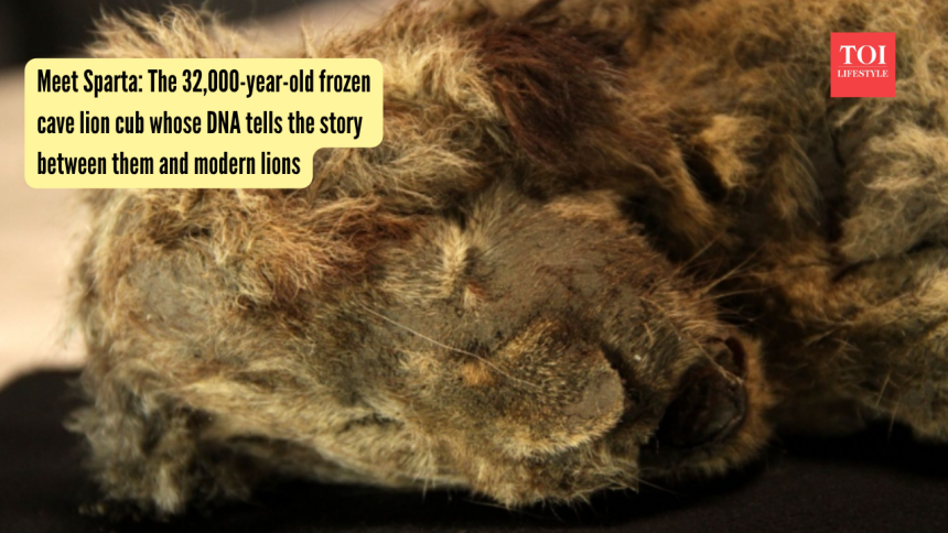 Meet Sparta: The 32,000-year-old frozen cave lion cub whose DNA tells the story between them and modern lions