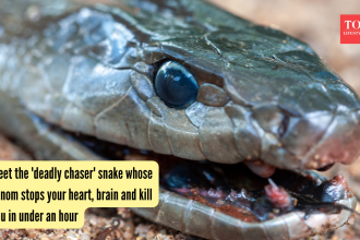 Meet the 'deadly chaser' snake whose venom stops your heart, brain and kills you in under an hour