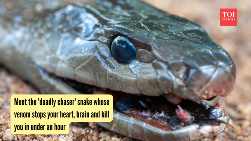 Meet the 'deadly chaser' snake whose venom stops your heart, brain and kills you in under an hour