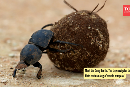 Meet the Dung Beetle: The tiny navigator that finds routes using a 'cosmic compass'