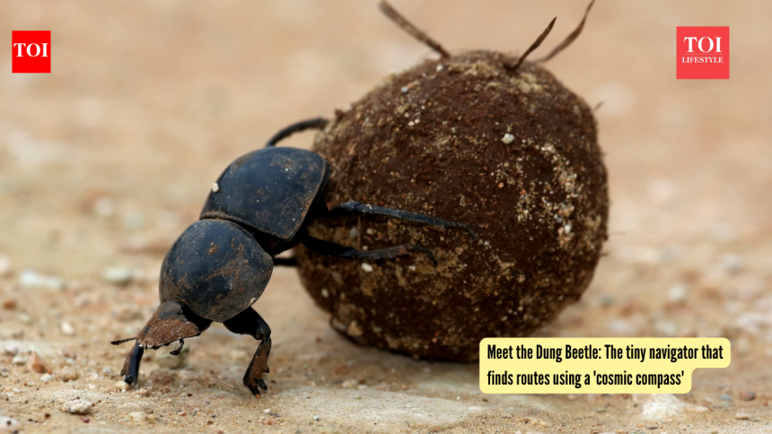 Meet the Dung Beetle: The tiny navigator that finds routes using a 'cosmic compass'