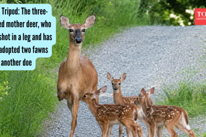 Meet Tripod: The three-legged mother deer, who was shot in a leg and has now adopted two fawns from another doe
