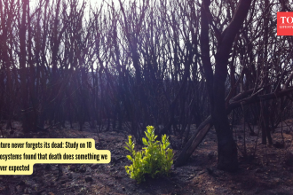 Nature never forgets its dead: Study on 10 ecosystems found that death does something we never expected