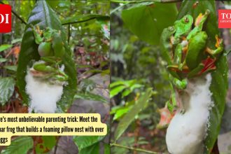 Nature's most unbelievable parenting trick: Meet the Malabar frog that builds a foaming pillow nest with over 200 eggs
