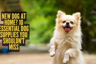 New dog at home? 10 essential dog supplies you shouldn’t miss