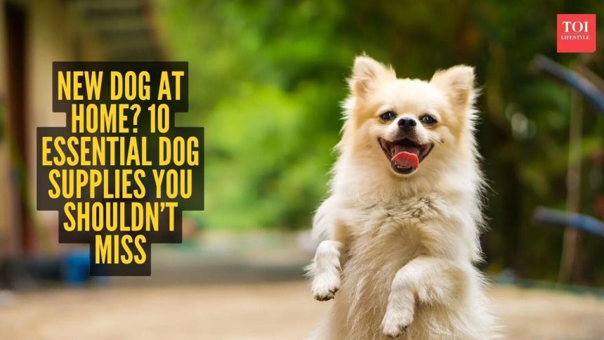 New dog at home? 10 essential dog supplies you shouldn’t miss