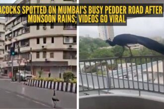 Peacocks spotted on Mumbai's busy Pedder Road after monsoon rains; videos go viral