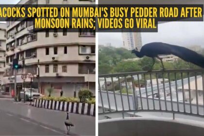 Peacocks spotted on Mumbai's busy Pedder Road after monsoon rains; videos go viral