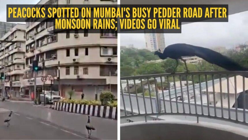 Peacocks spotted on Mumbai's busy Pedder Road after monsoon rains; videos go viral