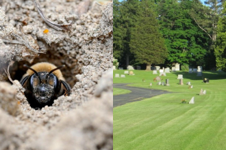 Scientists discover 5.5 million bees living beneath a New York cemetery for over 100 years and it could help save vulnerable