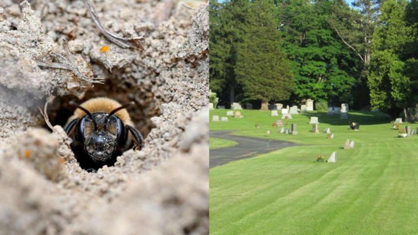 Scientists discover 5.5 million bees living beneath a New York cemetery for over 100 years and it could help save vulnerable
