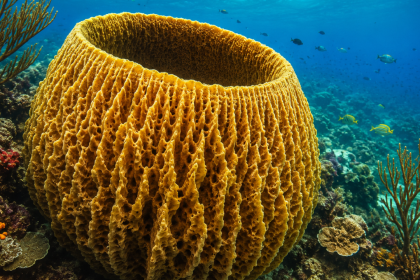 Scientists estimate giant Caribbean sponge may be more than 2,300 years old and still filtering seawater today
