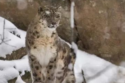 Snow leopard conservation body in Ladakh soon