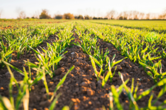 Soil's treasure: Scientists discovered a hidden phosphorus reservoir that could transform the future of food